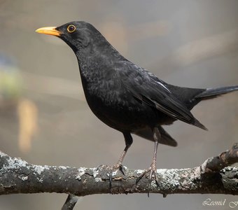 Весенний Чёрный дрозд