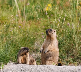 Ульяновские мишки