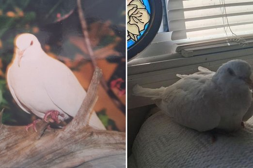 Умер самый старый в мире голубь: ему было больше 44 лет