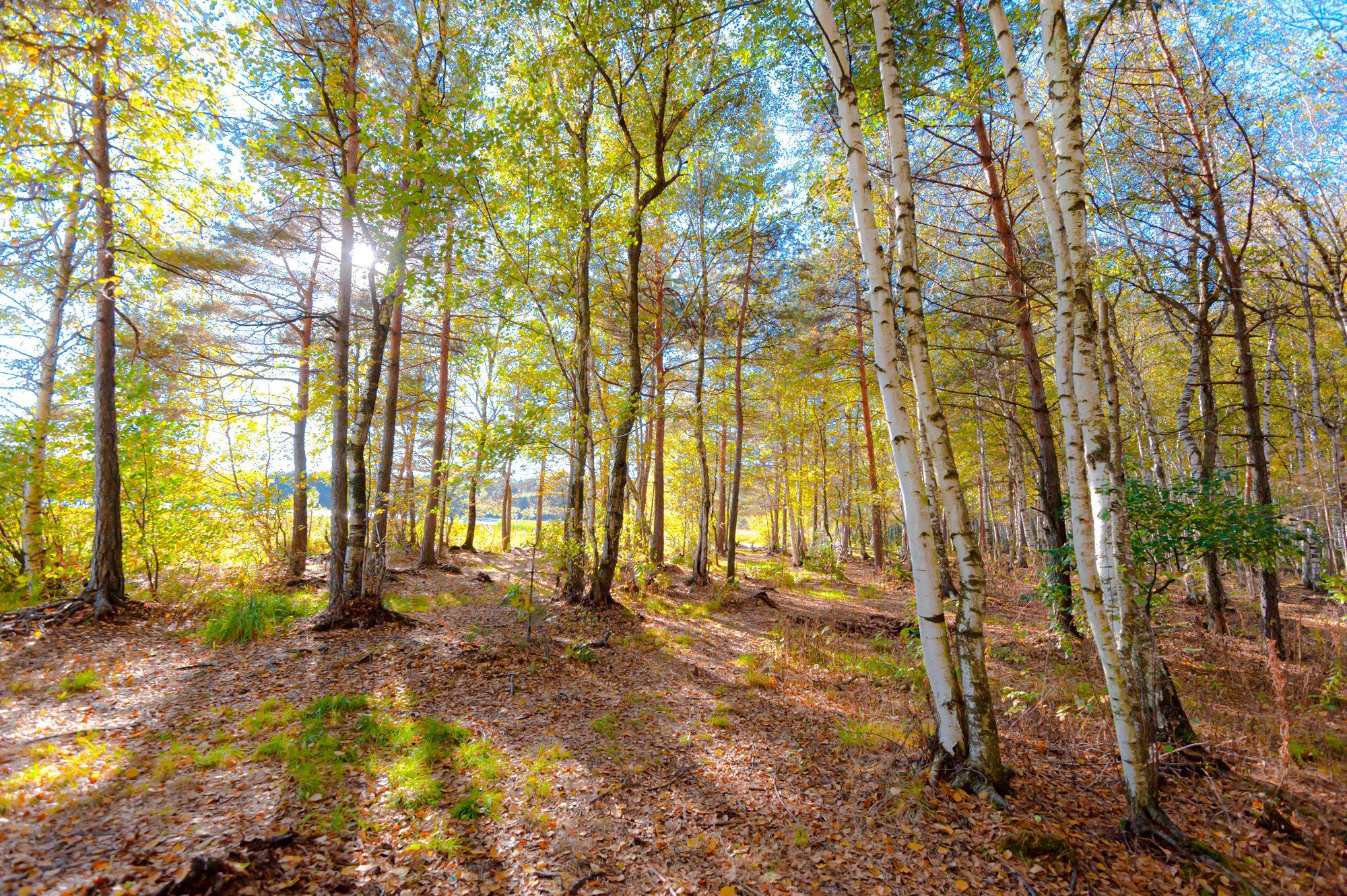 Золотой лес