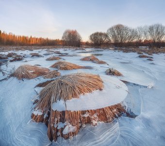 Болотные кочки в ледяном плену