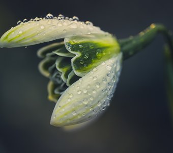 Дождливая весна