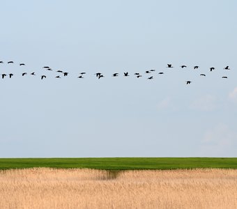 Спокойствие степи