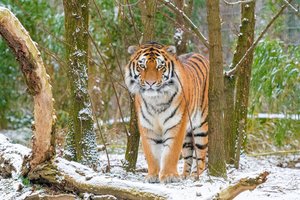 На отдыхающих в хабаровском глэмпинге напал тигр: им выплатят компенсацию