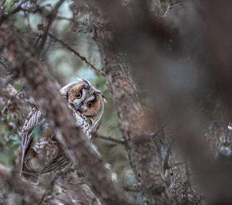 Ушастая красавица