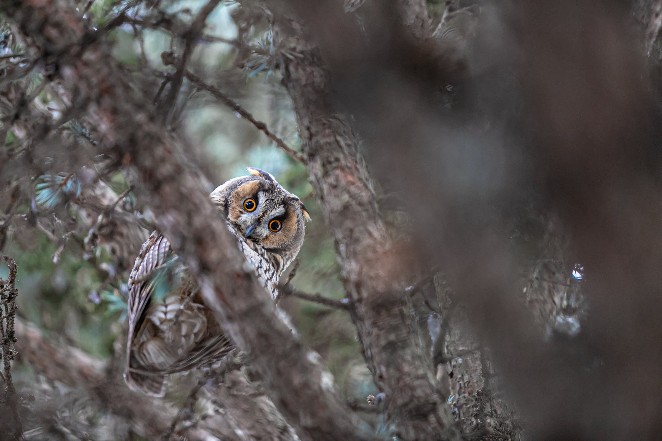Ушастая красавица