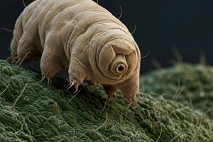 Что будет с тихоходками в марсианской почве? Проверили учёные