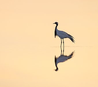 Нежность утреннего света