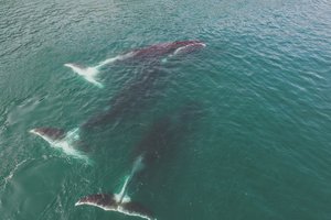 В море животных: 3 направления для морских сафари в России