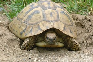 Любовь зла: почему самцы балканских черепах сталкивают самок с обрыва