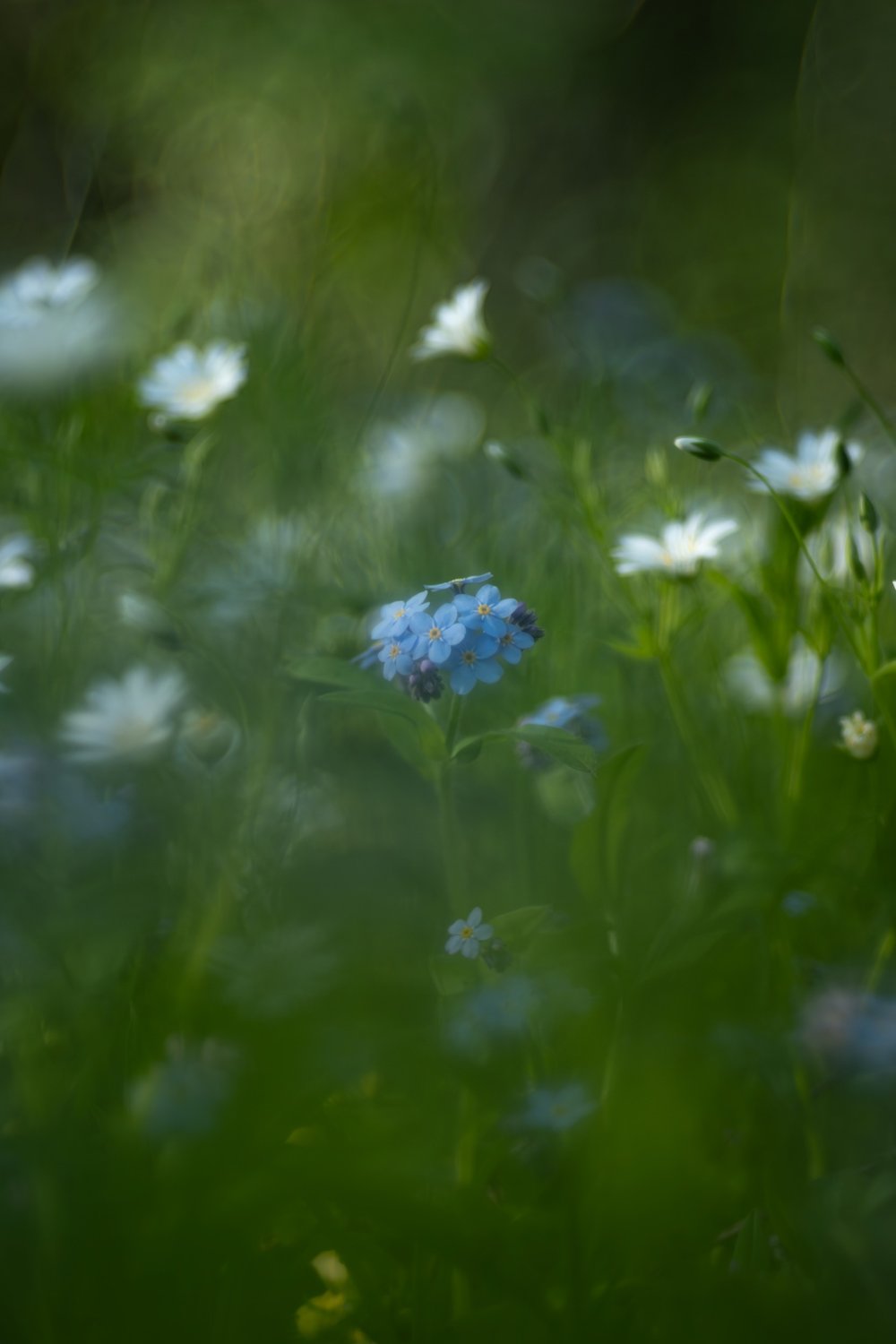 Свой среди чужих