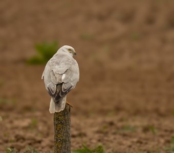 Степной лунь