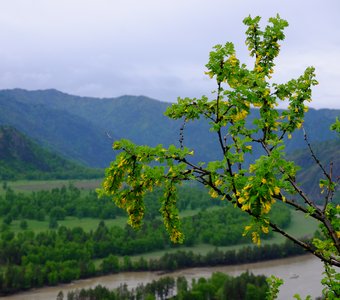Май в Горном Алтае