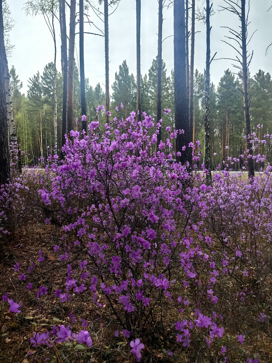 Багульник