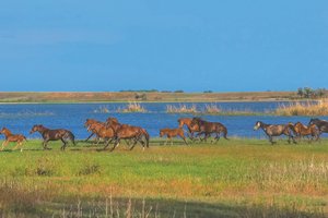 Там, где кончается Волга: маршрут по Астраханской области