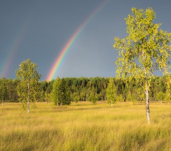 После дождя на болоте