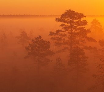 Золотое утро