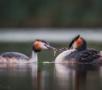 Рыбка на обед