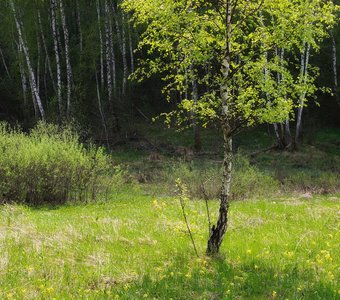 Молодая зелень