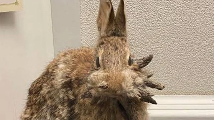 ����: �������