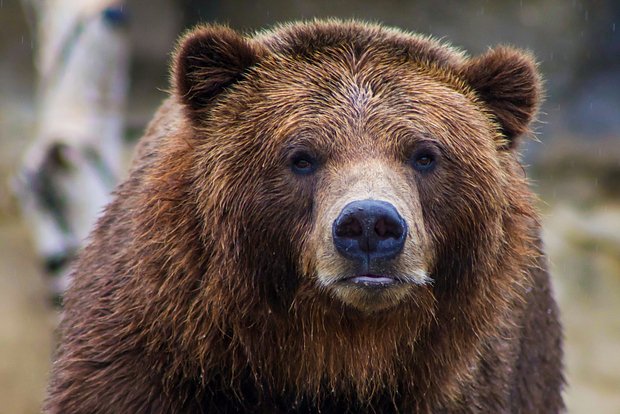 В японском лесу нашли тело женщины без повреждений. Рядом – следы медведя