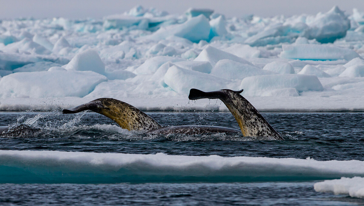 Ученые изучают нарвалов, а нарвалы изучают ученых