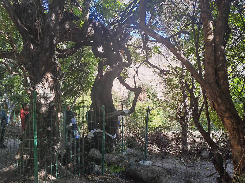 В Тибете обнаружена 416-летняя дикая виноградная лоза