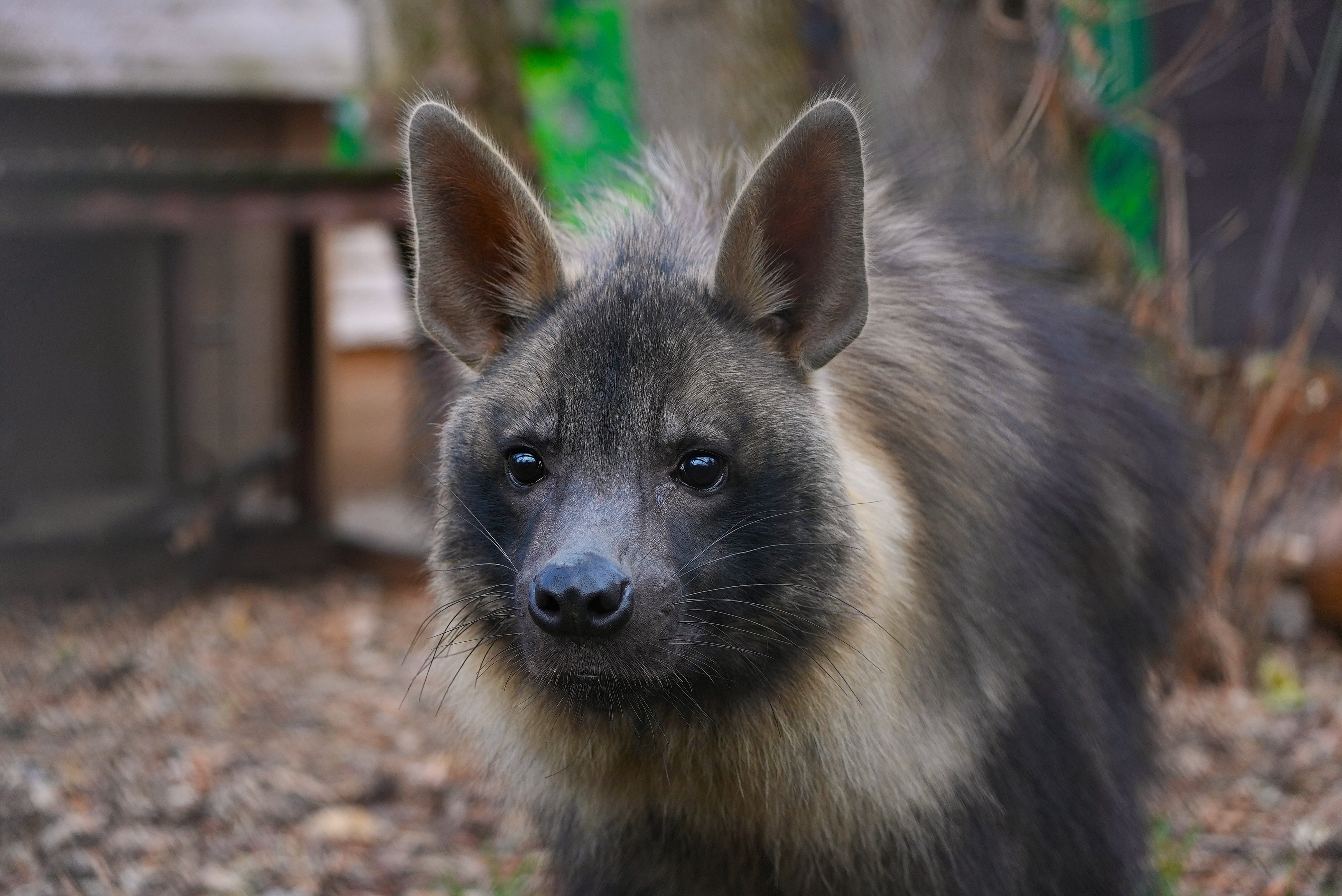 Московскому зоопарку 162 года! За что мы его так любим?
