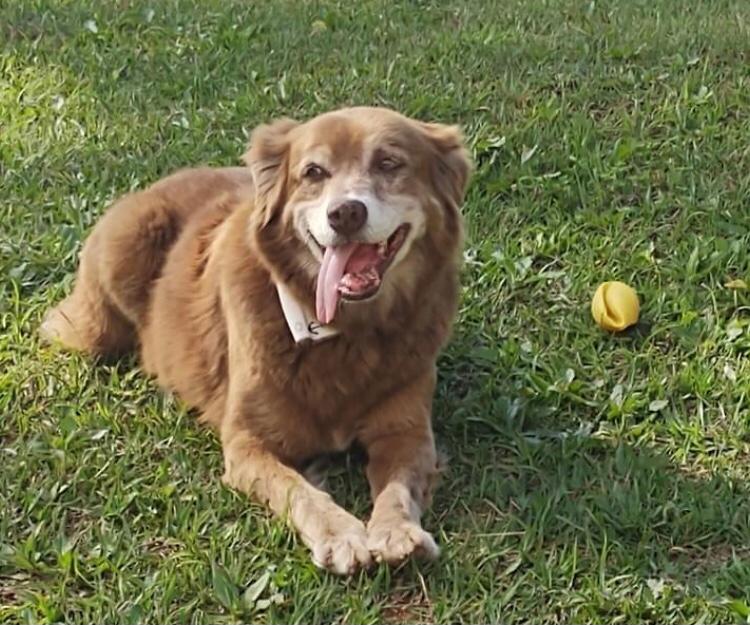 В Бразилии поменяли закон ради одной верной собаки