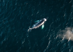 «Фотоохота за китами Баренцева моря»