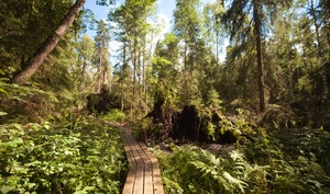 Центрально-Лесной государственный природный биосферный заповедник
