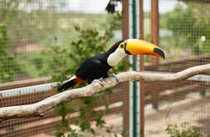 Южный парк птиц «Малинки»