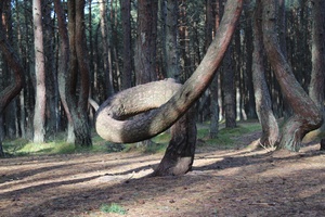 Танцующий лес