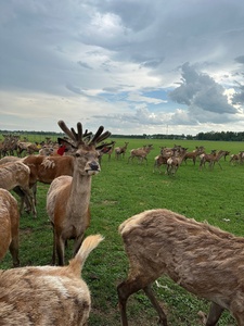 Экоферма «Ивановское»