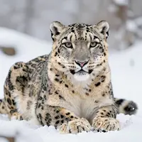 Arte de leopardo de las nieves