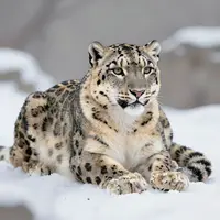 Arte de naturaleza invernal