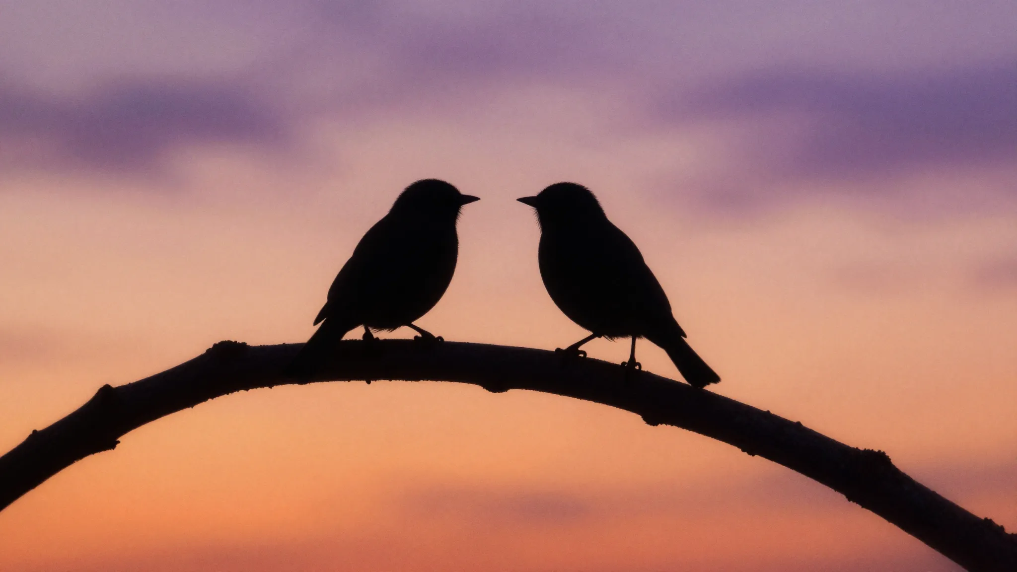 Watercolor style. Silhouette of two birds on a tree branch a...