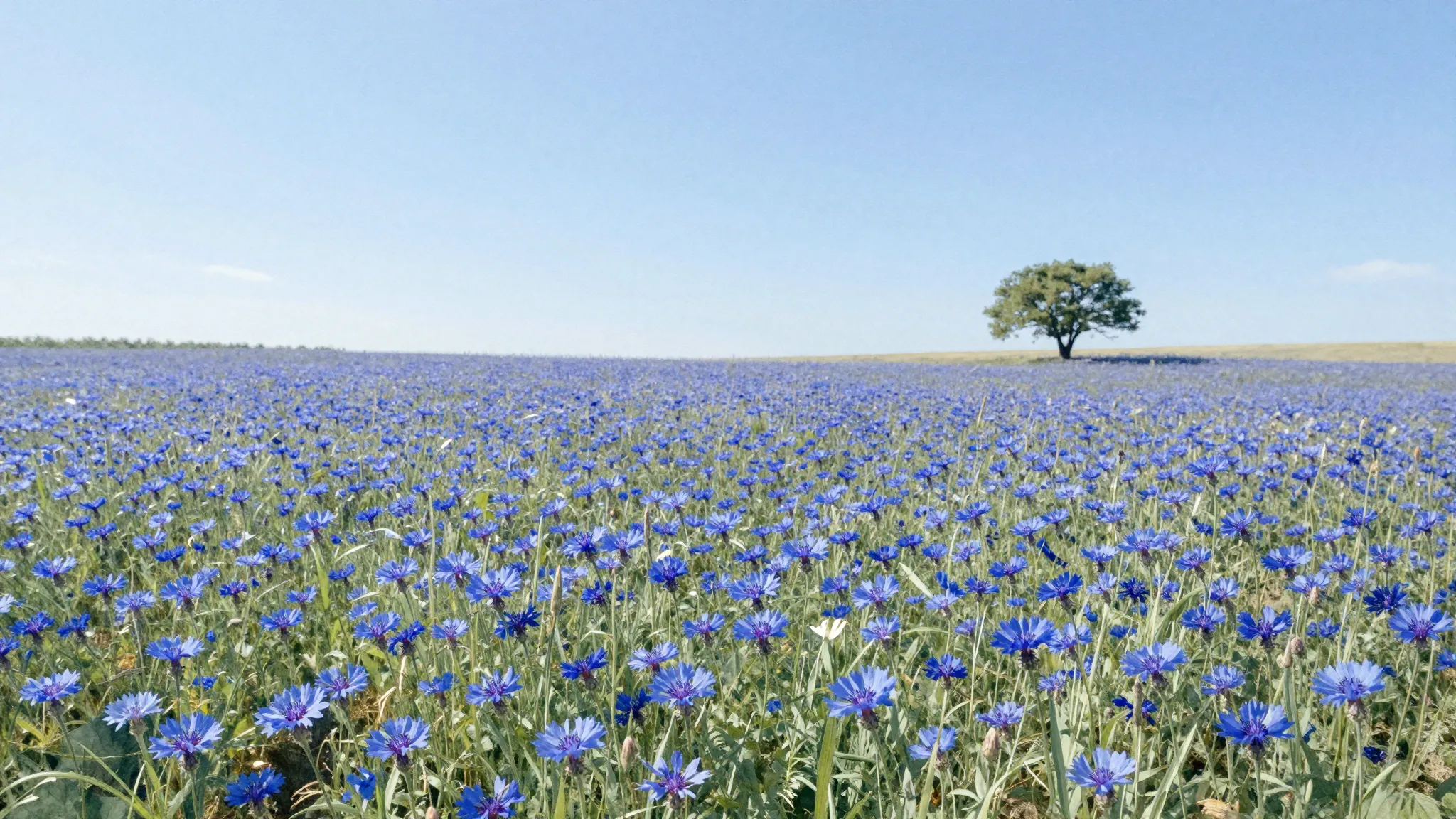 Watercolor style. A vast field of blue cornflowers under a c...