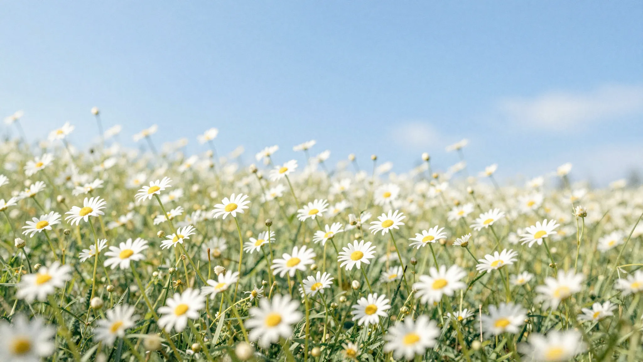 Watercolor style. A beautiful field of white chamomile flowe...