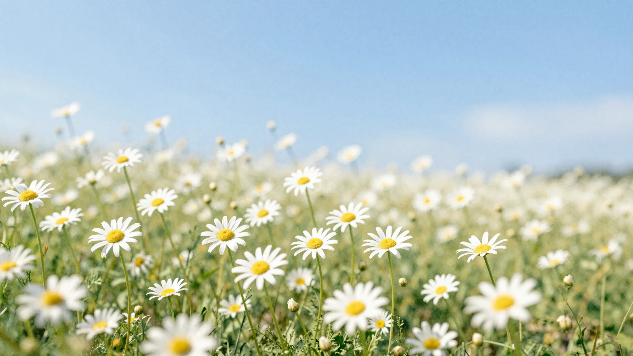 Watercolor style. A beautiful field of white chamomile flowe...