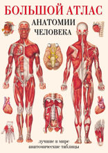 Большой атлас анатомии человека. Лучшие в мире анатомические таблицы
