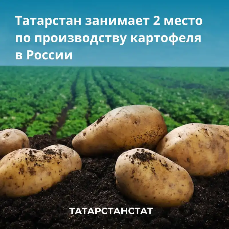 Татарстан в России занимает второе место по производству картофеля