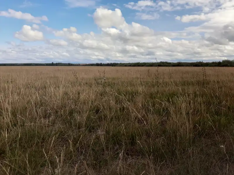 В Нижнекамском районе успешно убрали весь урожай зерновых культур