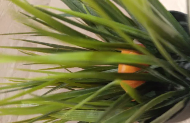 Искусственное растение