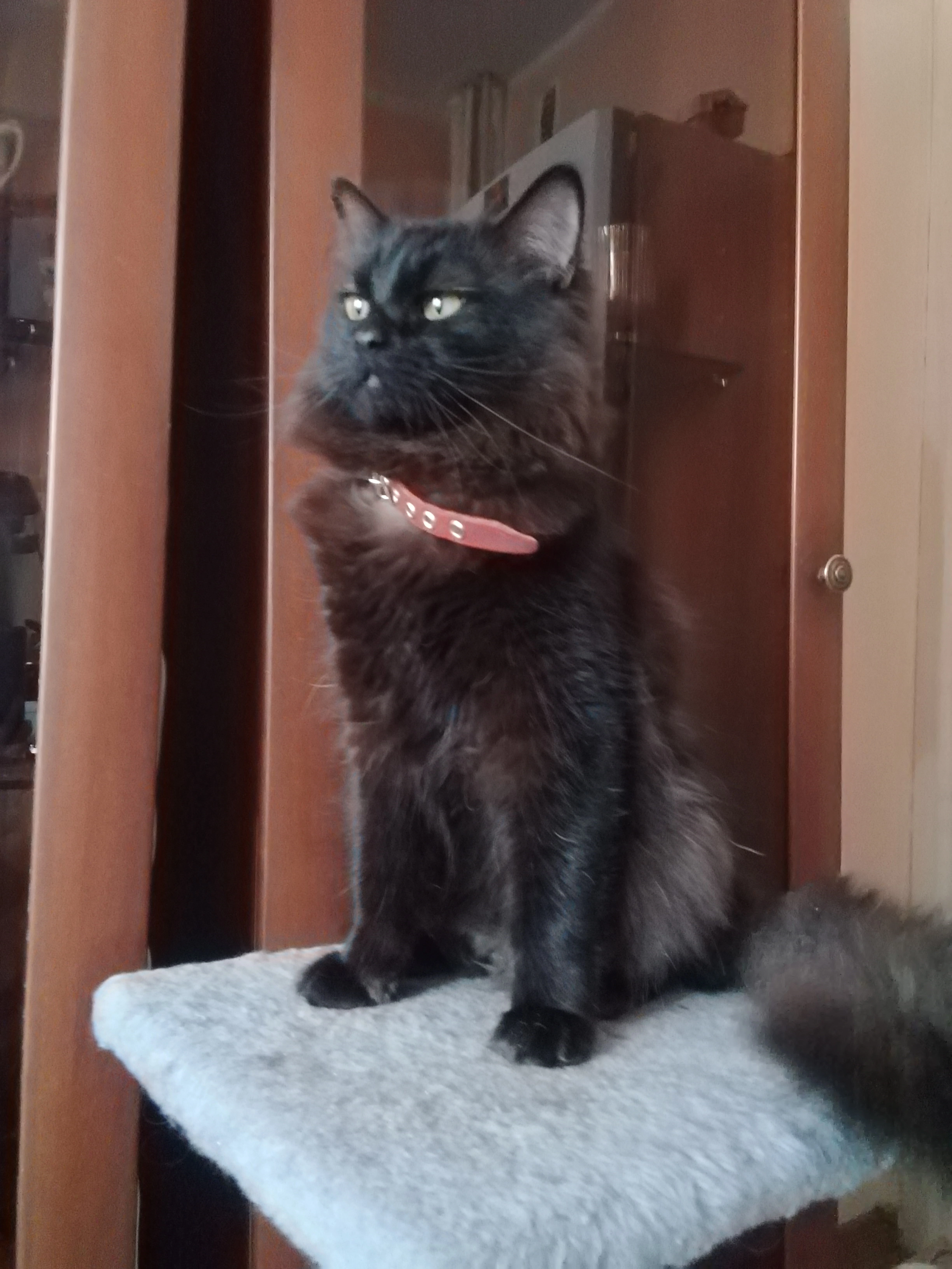 Шотландские девчушки