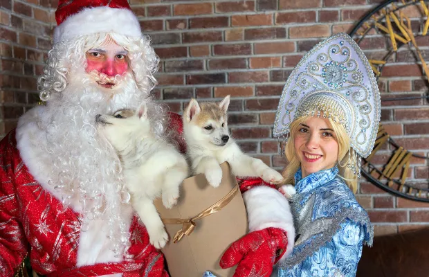 Дед Мороз, Снегурочка и милая собачка Эльф на дом