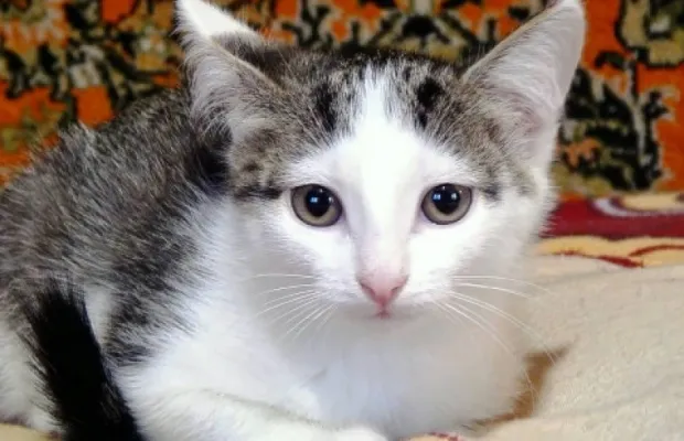 Котята