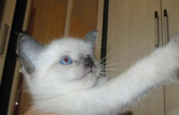Котята сиамские
