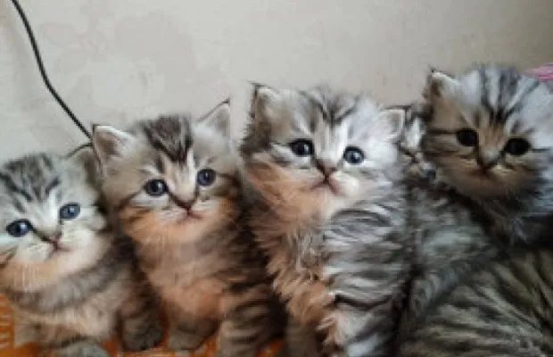 Продам котят шотландской породы