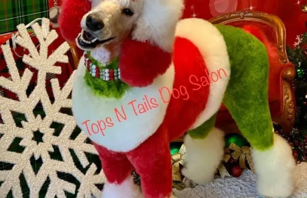 Дед Мороз, Снегурочка и милая собачка Эльф на дом